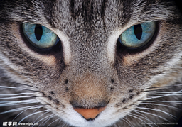 改得排行猫头像 logo